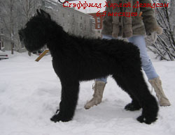 Харли