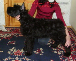 Джей