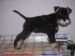 Лютик